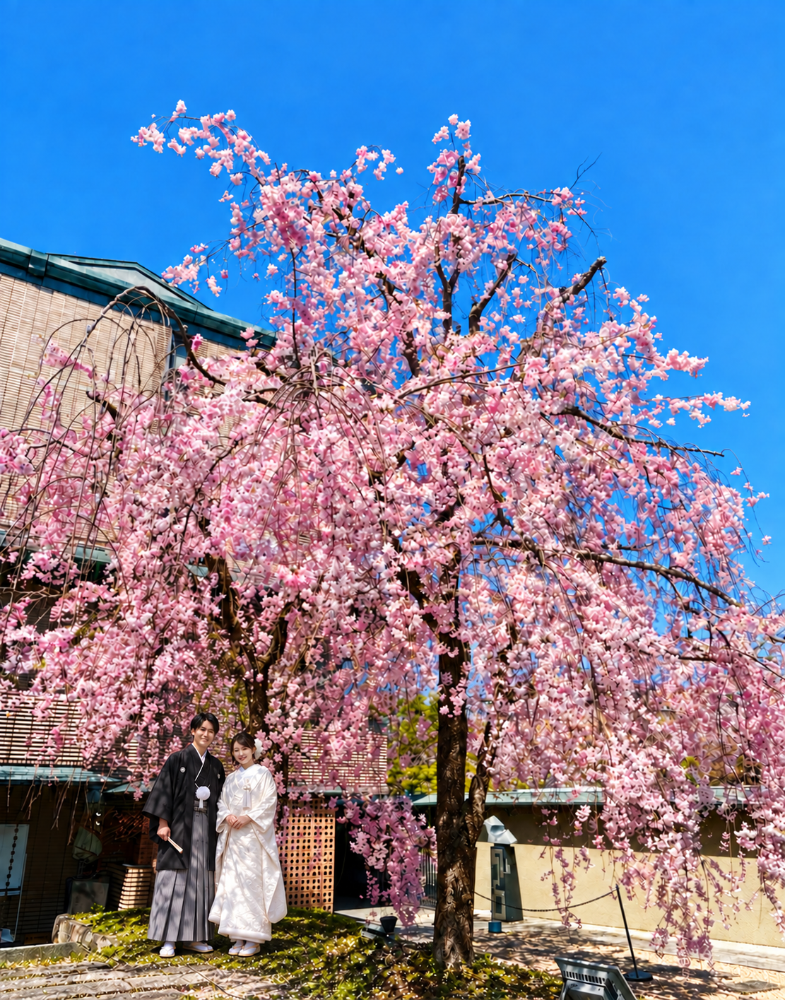 岡崎庵のしだれ桜の下に立つ和装の新郎新婦